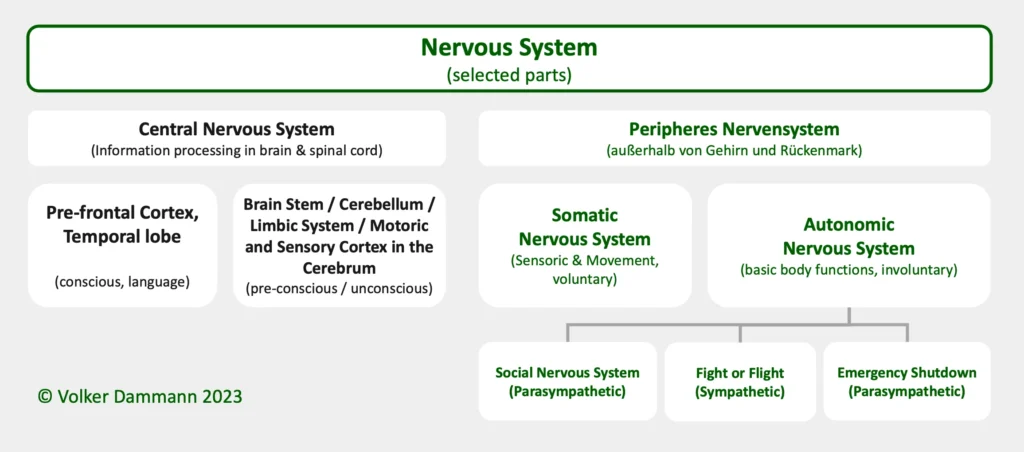 Parts of the nervous system: central nervous system somatic nervous system, autonomic nervous system