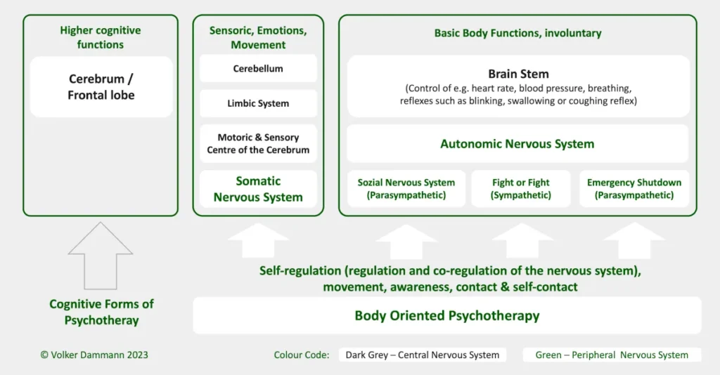 The human nervous system and different approaches of psychotherapy - Comparison of therapy approaches