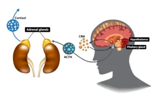 Mechanism of action of cortisol: HPA axis - hypothalamic-pituitary-adrenal axis