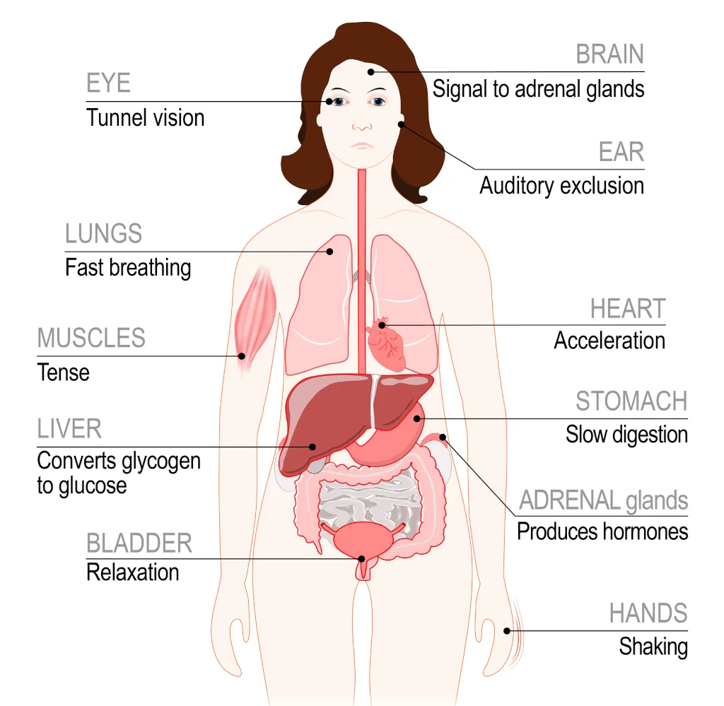 Fight-or-Flight response - Physiological effects