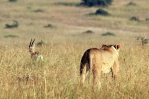 Lion chasing gazelle - Fight-or-Flight-Response