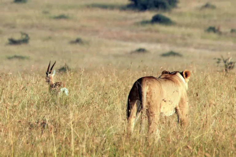 Lion chasing gazelle - Fight-or-Flight-Response