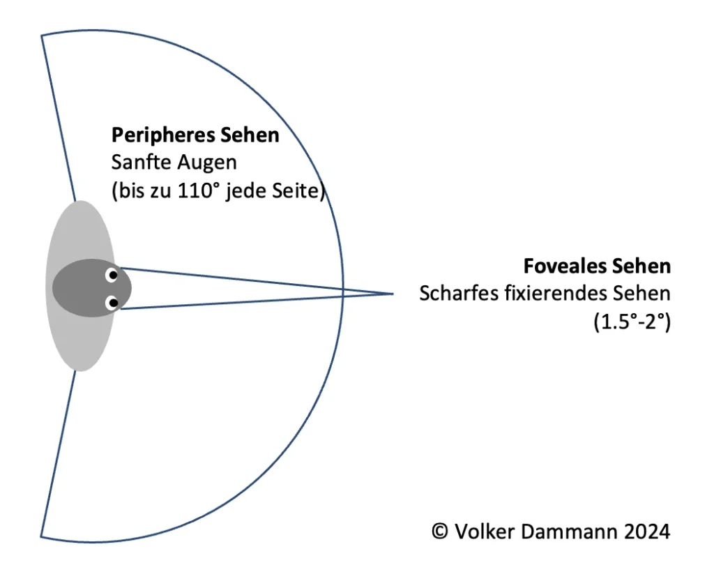 Peripheres Sehen