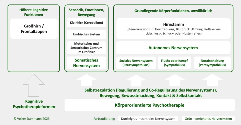 Das menschliche Nervensystem und verschiedene Ansätze der Psychotherapie - Vergleich von Therapieansätzen